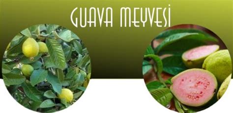 guava meyvesi türkiyede nerede yetişir